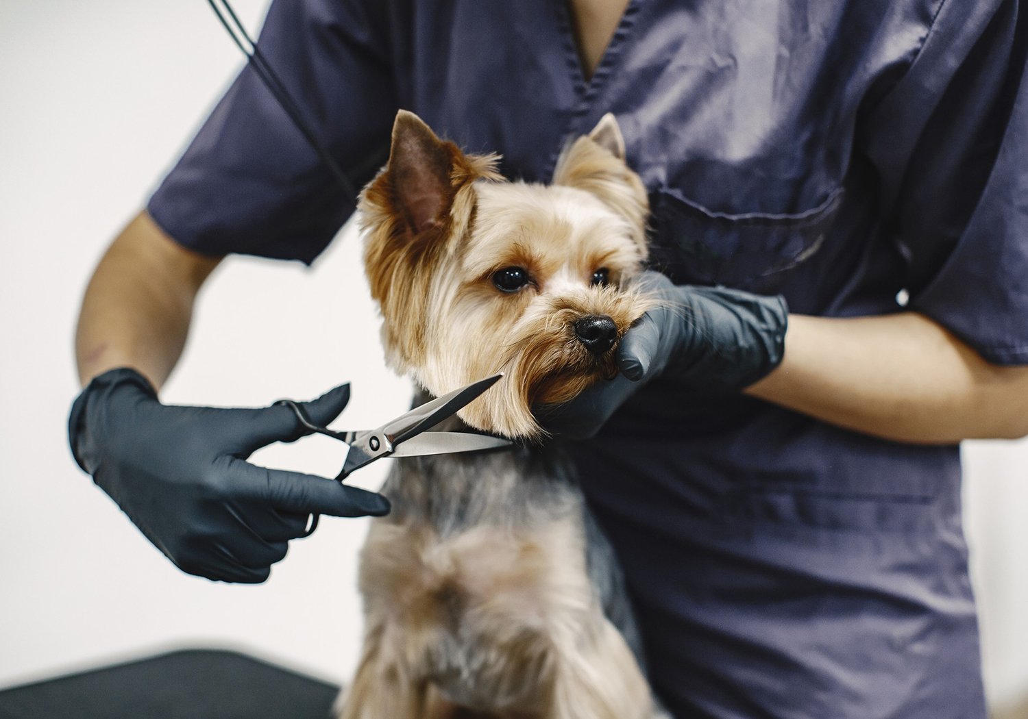 Veterinary Tools
